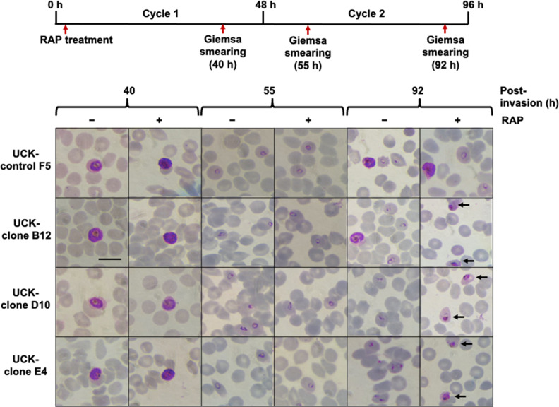 Fig 6