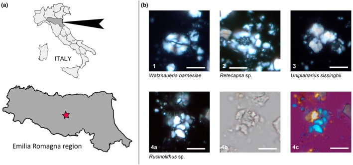 FIGURE 1