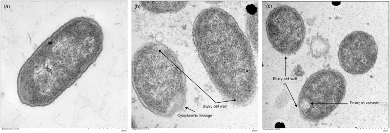 Fig 5