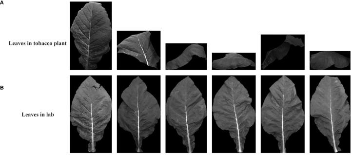 Figure 10