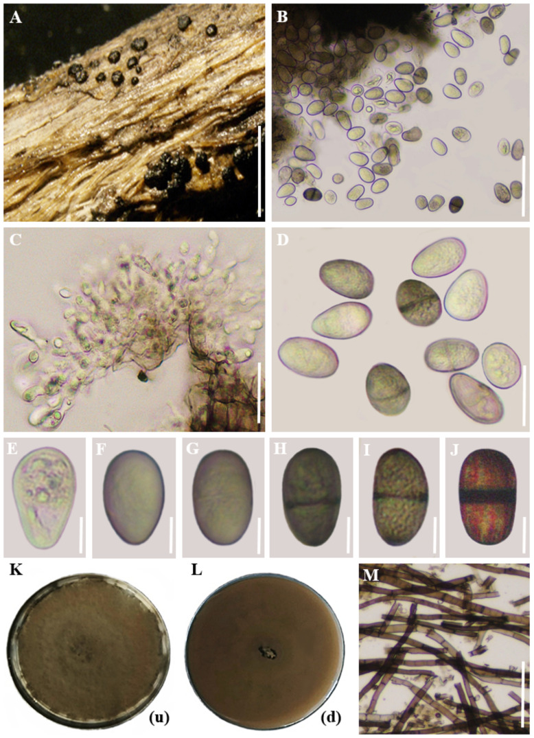 Figure 6