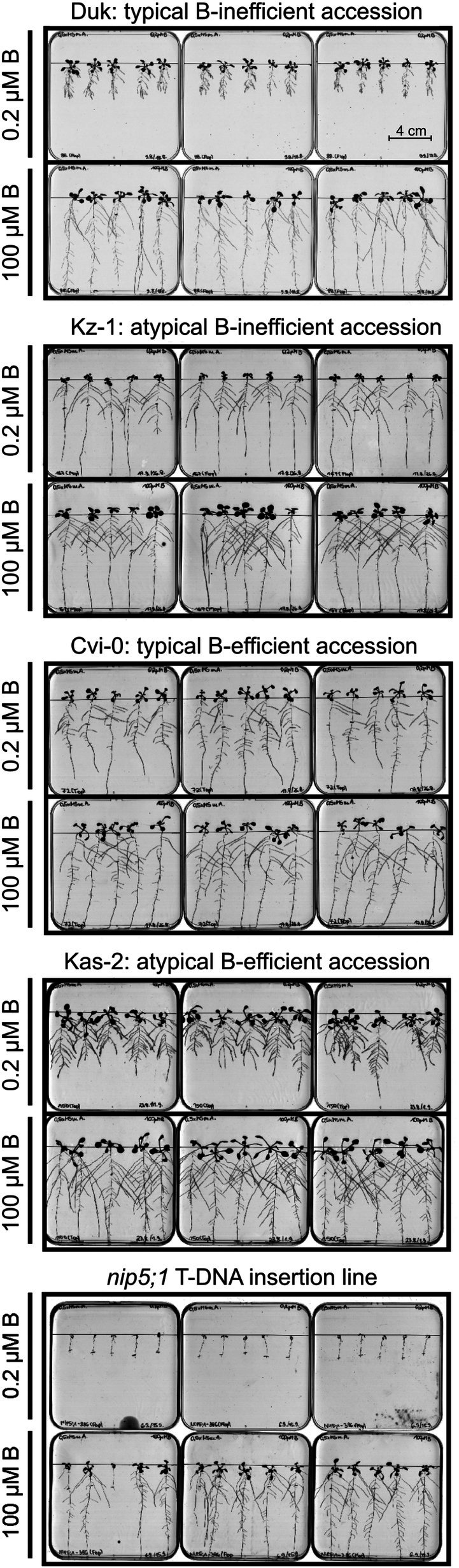 Fig. 5