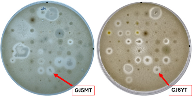 Figure 5