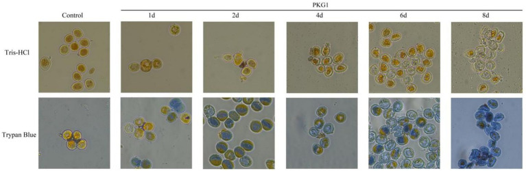 Figure 7