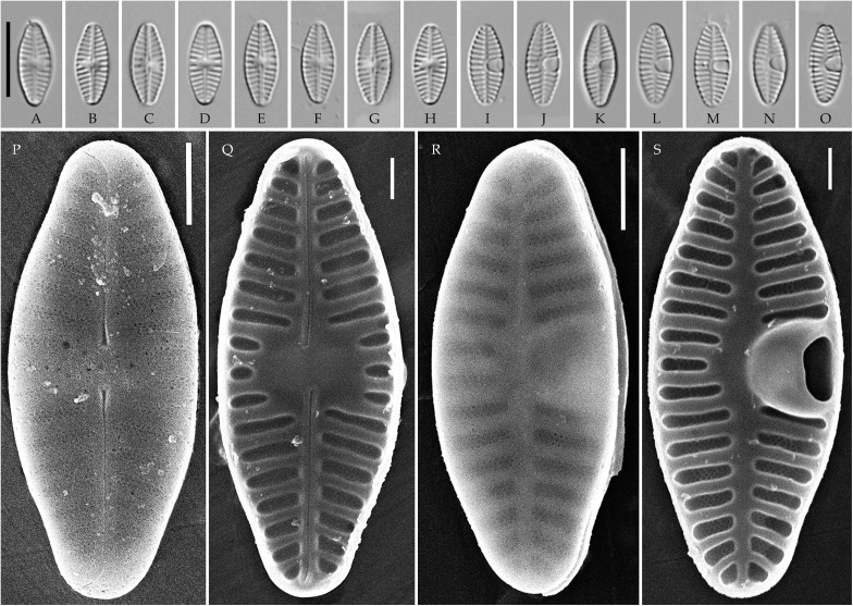 Fig 5