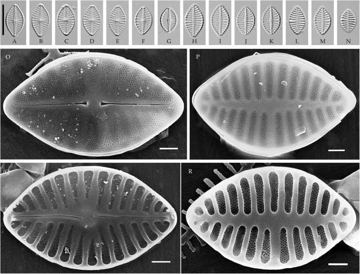 Fig 10