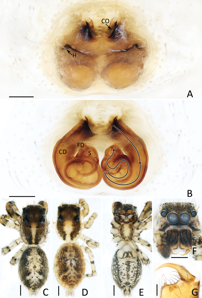 Figure 12