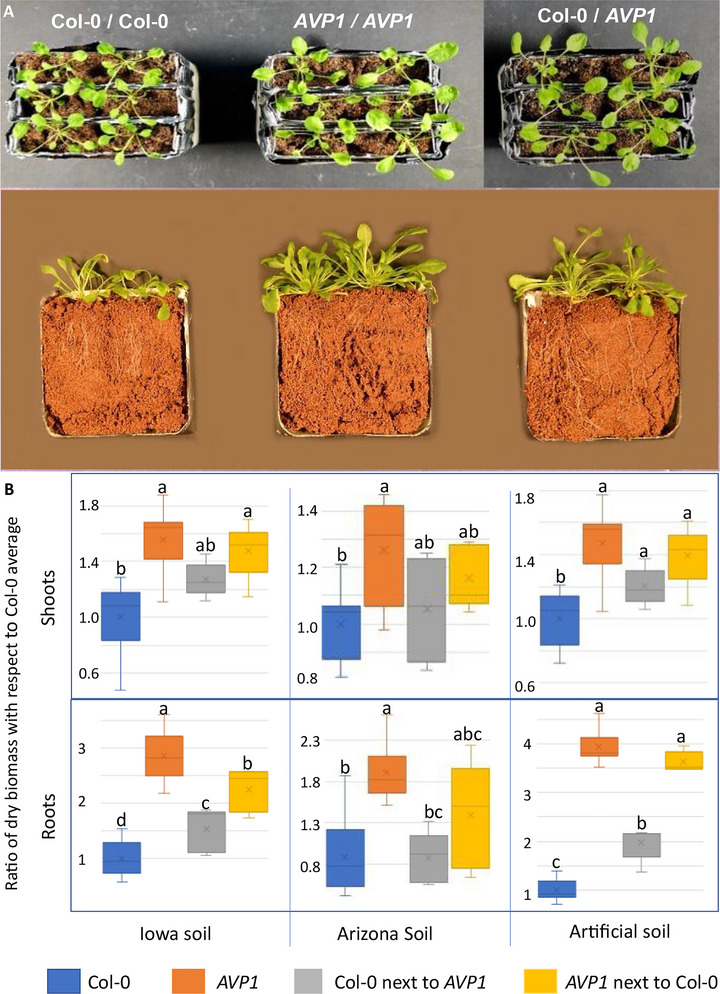 FIGURE 1