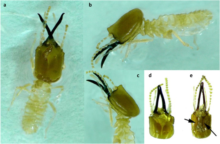 Figure 3
