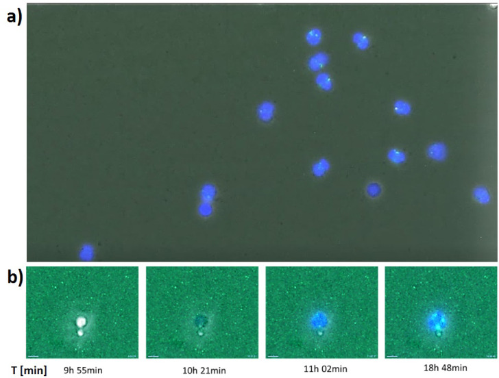 Figure 15