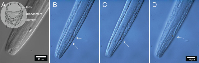 Figure 8