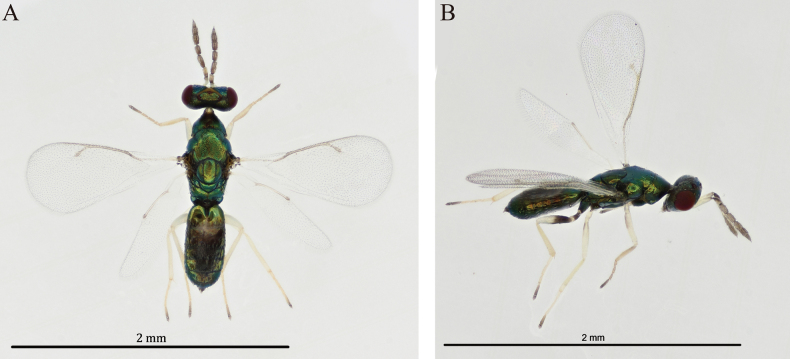 Figure 2