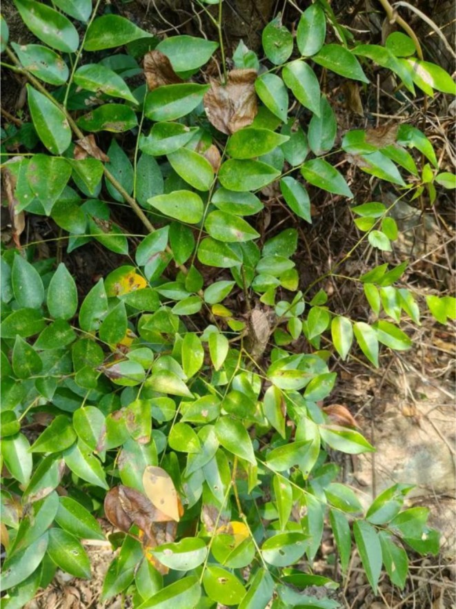 FIGURE 1