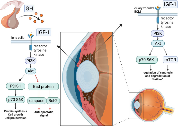 Figure 3