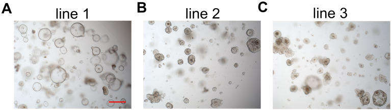 Figure 1