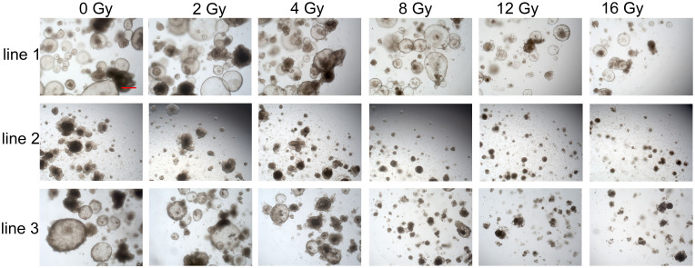 Figure 4