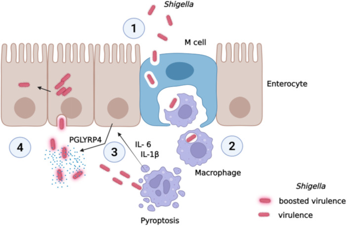 Figure 6