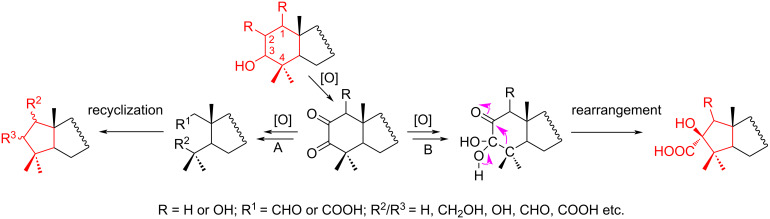 Scheme 6