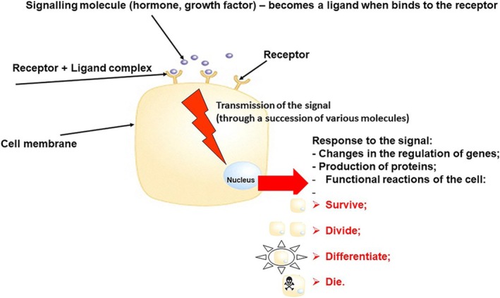 FIGURE 3