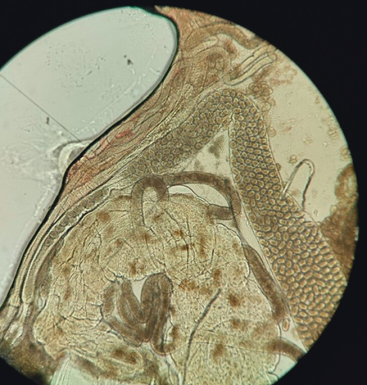 Fig. 4