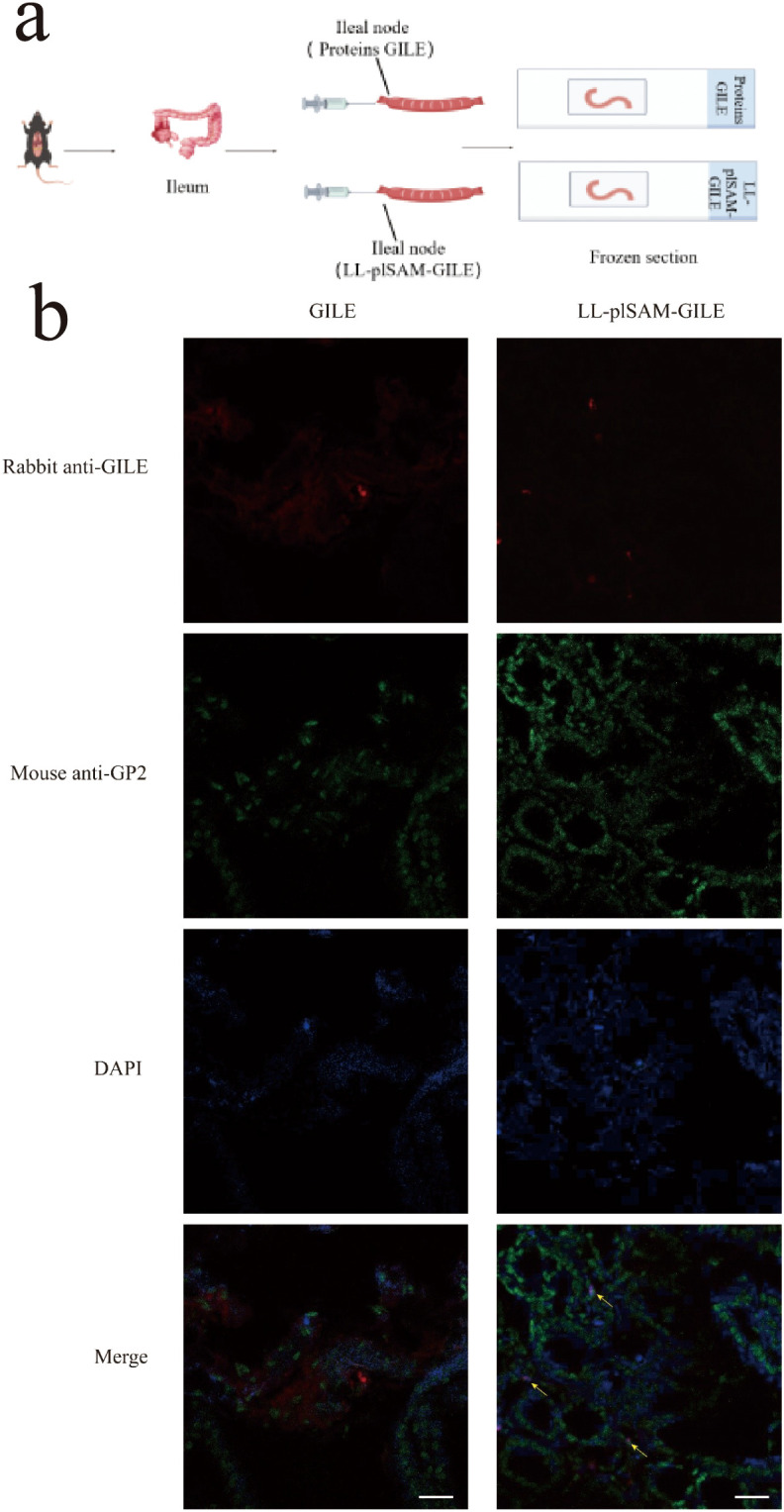Figure 3