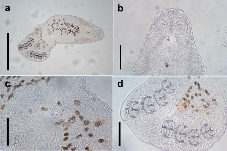 Figure 7