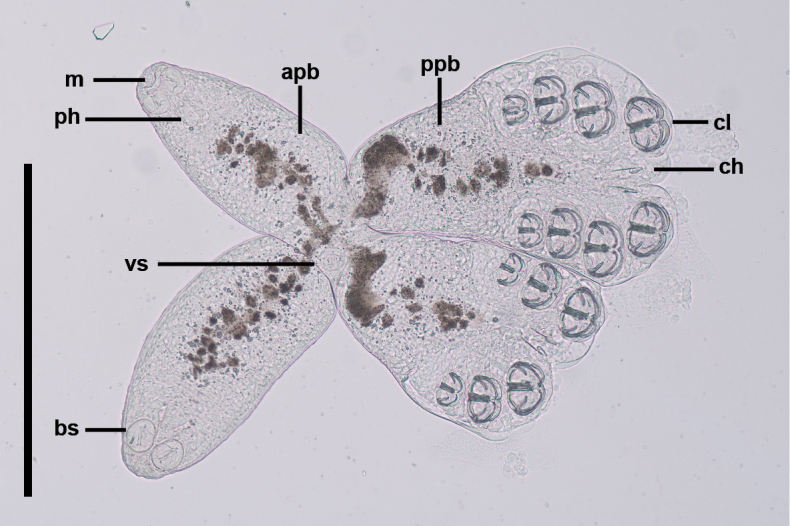 Figure 10