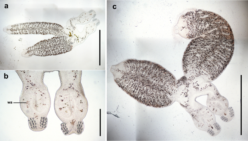 Figure 12