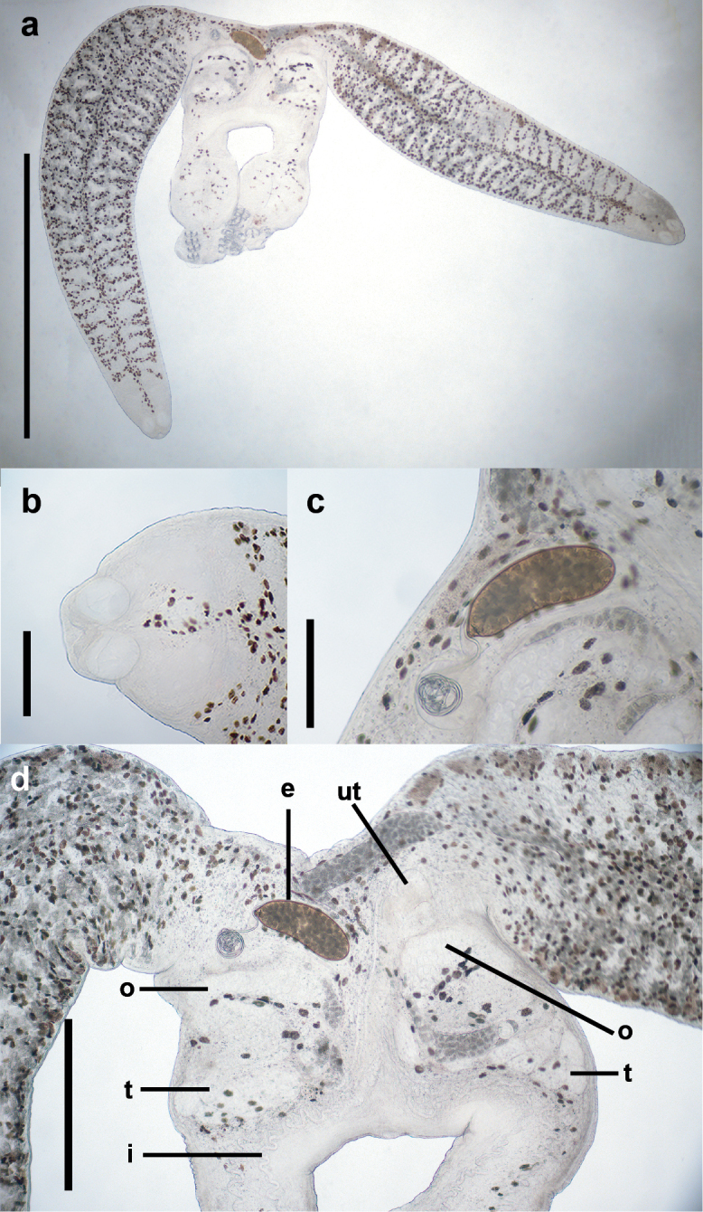 Figure 13