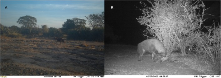 FIGURE 3