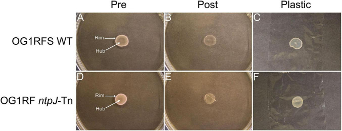 FIGURE 4