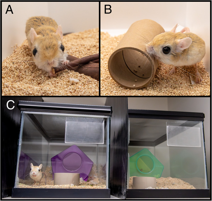 Fig 3