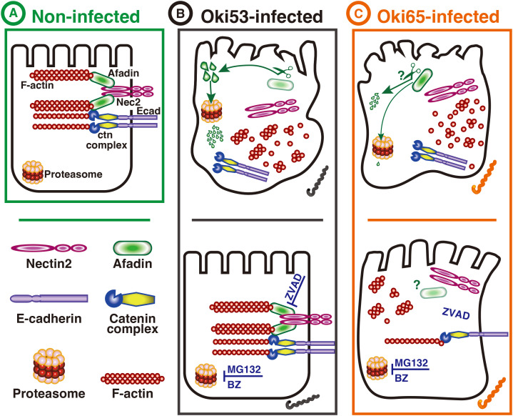 Fig 6