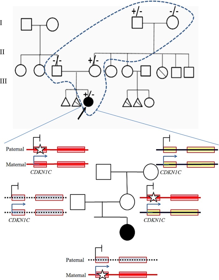FIGURE 1