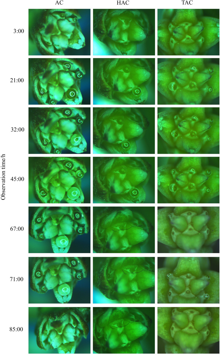 Figure 4