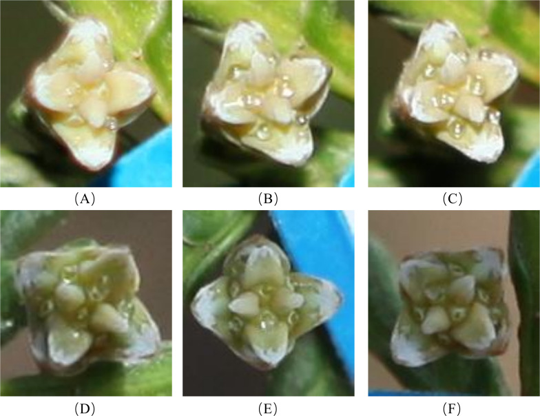 Figure 11