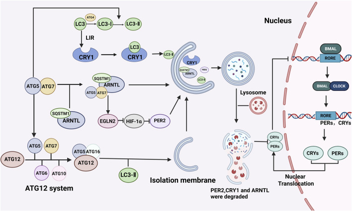 FIGURE 2