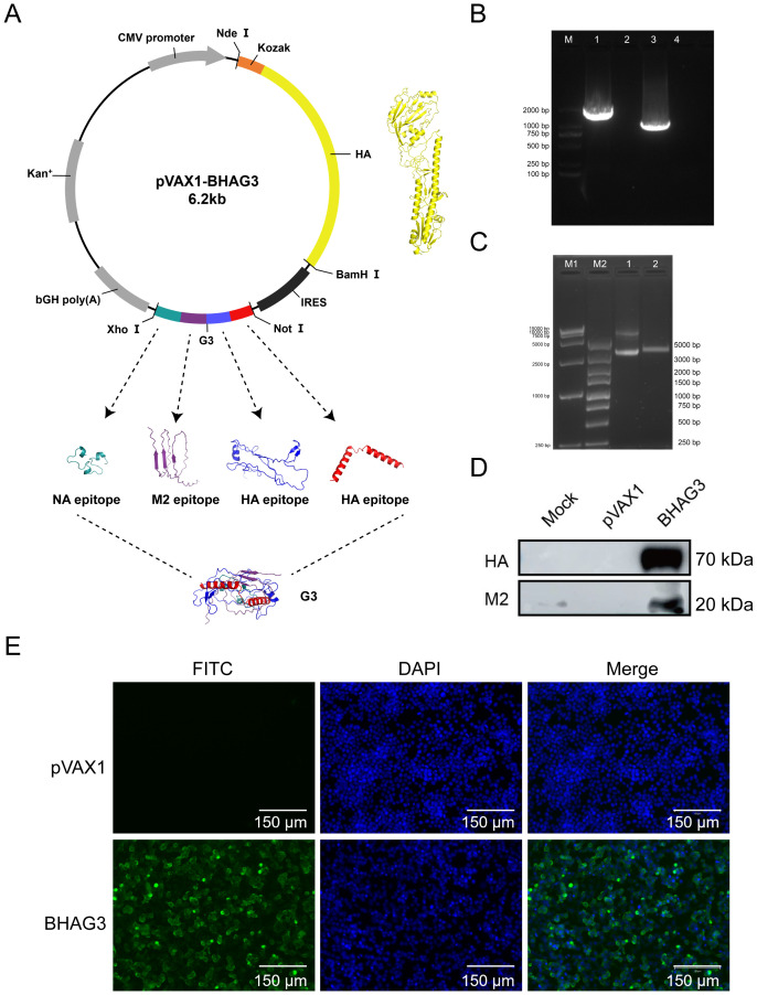 Figure 2