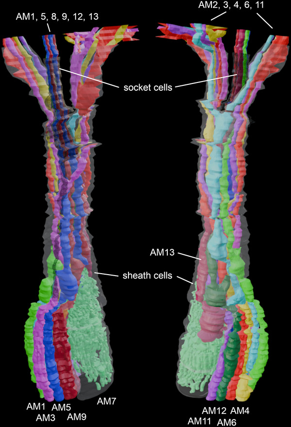 FIGURE 2