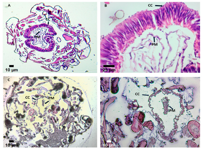 Figure 13