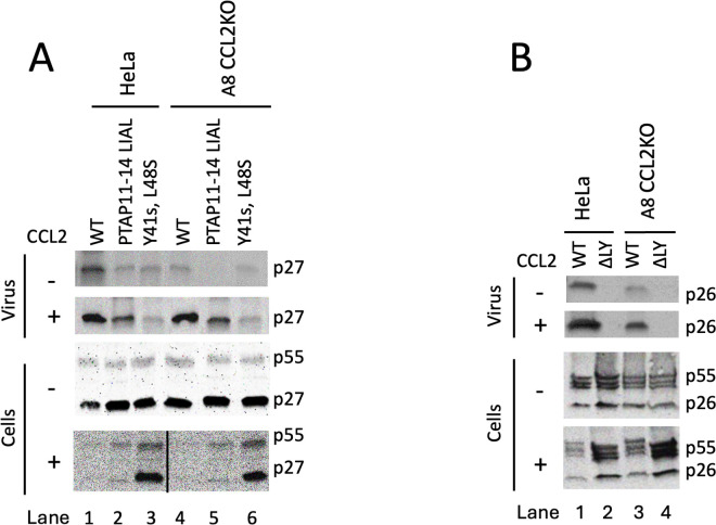 Fig 7