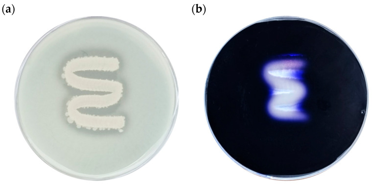 Figure 9