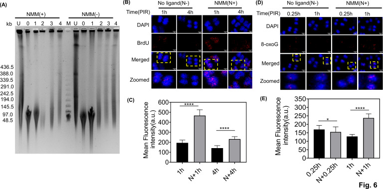 Fig 6
