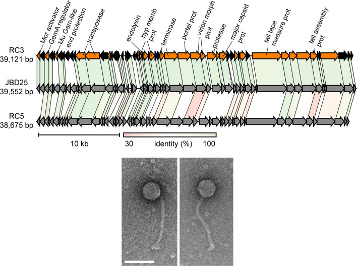 Fig 5