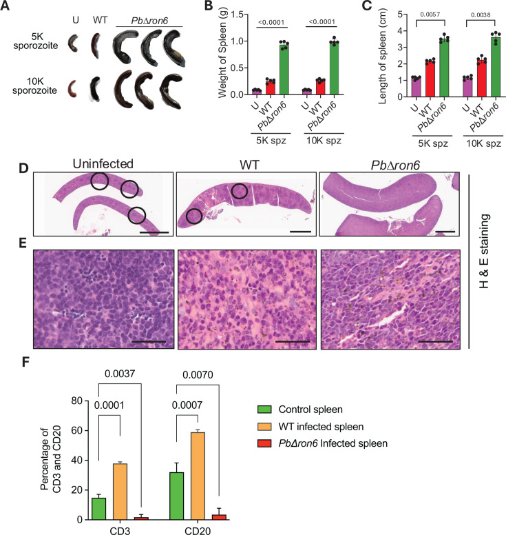 Fig 10