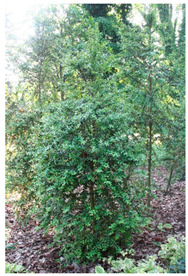 Figure 16