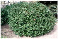 Figure 19