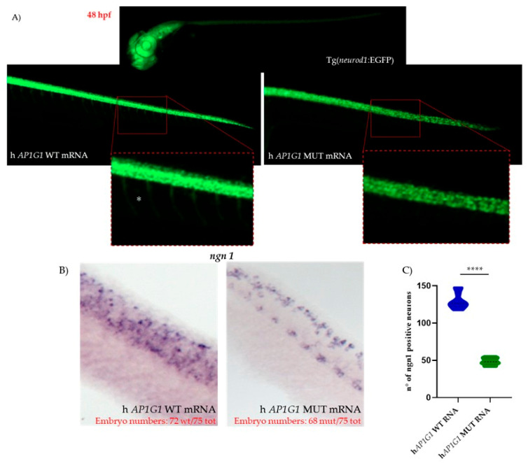 Figure 12