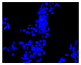 Figure 20