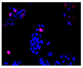 Figure 21